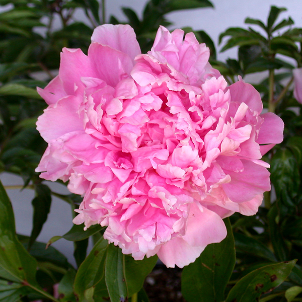 Peony 'Dr. Alexander Flemming'