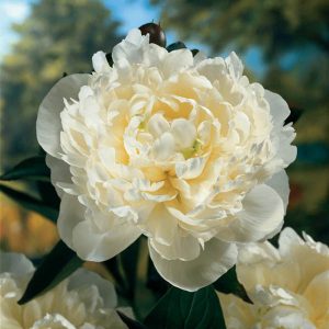 Peony 'Duchess de Nemours'
