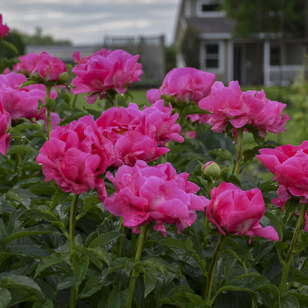 Peony 'Paula Fay'
