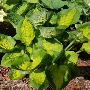 Hostas Slug Resistant