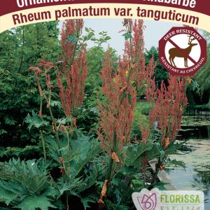 Rheum 'Palmatum Tanguticum'