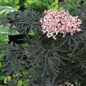 Sambucus 'Black Lace'
