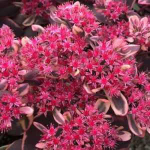 Sedum 'Dream Dazzler'