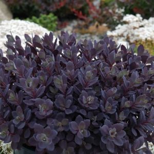 Sedum 'Plum Dazzled'