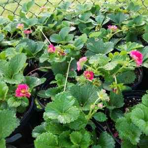 Strawberry 'Galore Rose'