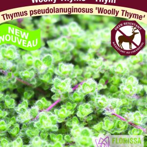 Thymus 'Woolly'