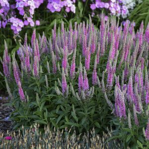 Veronica 'Pink Potion'