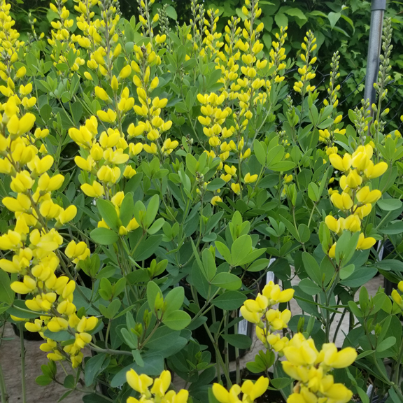 Baptisia 'American Goldfinch'