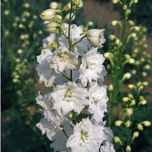 Delphinium 'Galahad'