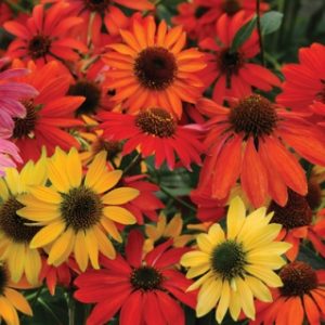 Echinacea 'Cheyenne Spirit'