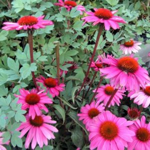 Echinacea 'Magnus Superior'