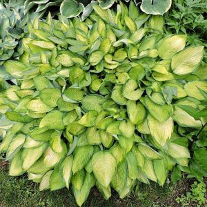 Gold Standard, Hosta