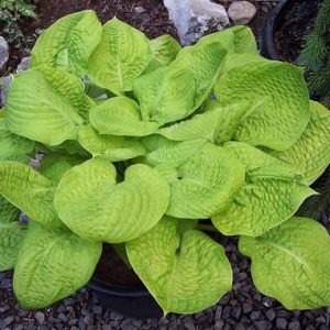 Mayflower Moon, Hosta