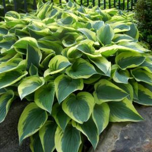 Pacific Sunset, Hosta