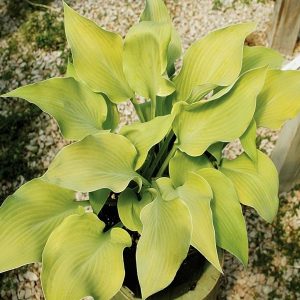 Rebecca, Hosta