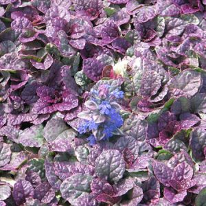 Ajuga 'Burgandy Glow'