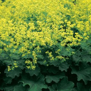 Alchemilla 'Mollis Thriller'