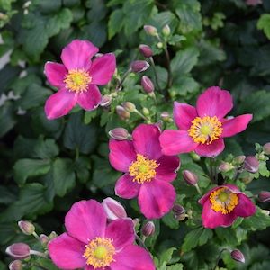 Anemone 'Red Riding Hood'
