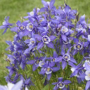 Aquilegia 'Kirigami Deep Blue and White'