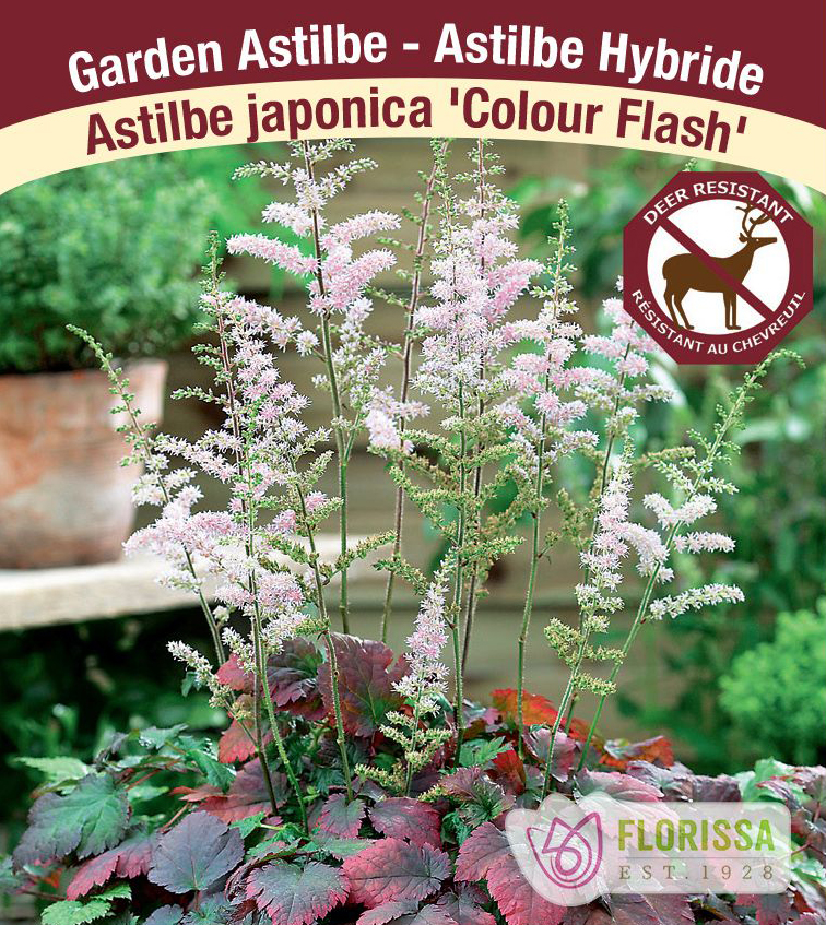 Astilbe 'Color Flash'