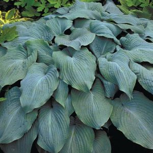 Blue Angel, Hosta