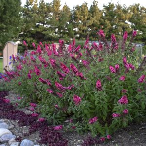 Fragrant Flowers