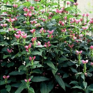 Chelone 'Hot Lips'