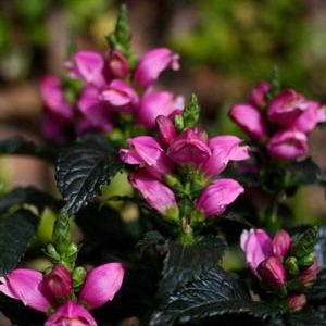 Chelone 'TinyTortuga'