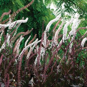 Actaea 'Black Negligee'