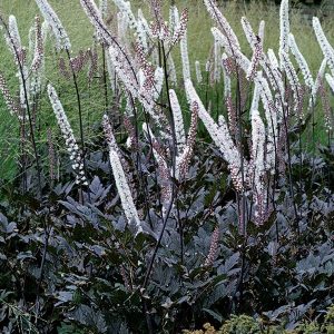 Actaea 'Brunette'