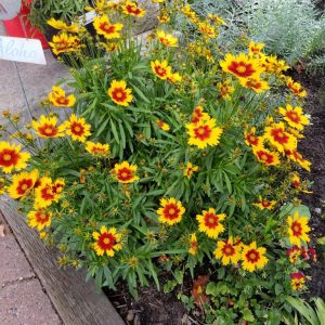 Coreopsis 'Uptick Gold and Bronze'
