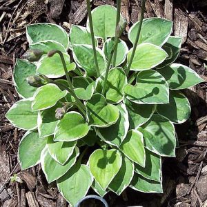 Sun Tolerant Hostas