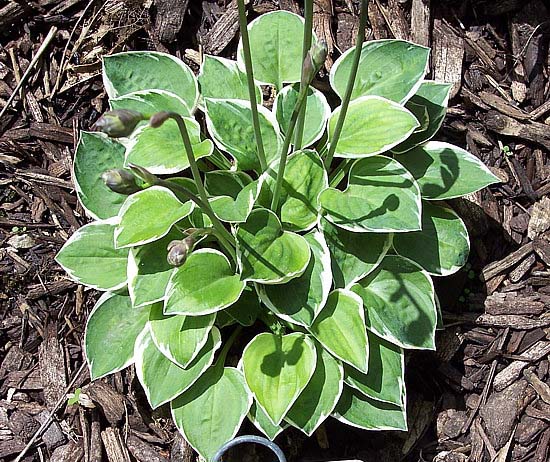 Country Mouse, Hosta New 2024