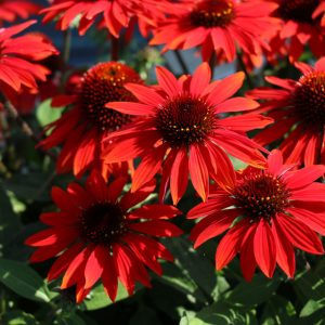 Echinacea 'Sombrero Sangrita'