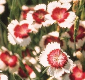 Dianthus 'Arctic Fire'