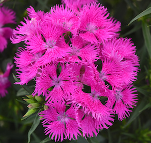 Dianthus 'Rockin' Purple'