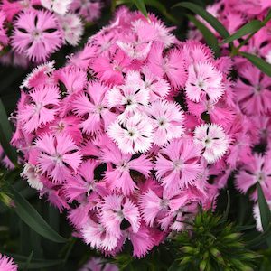 Dianthus 'Rockin' Pink Magic'