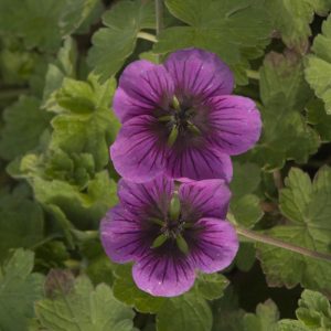 Geranium 'Perfect Storm'