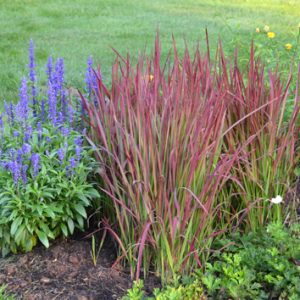 Grass Imperata cylindrica 'Red Baron'