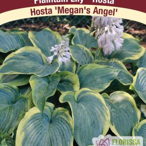Megan's Angel, Hosta