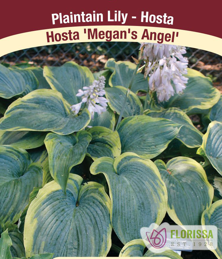 Megan's Angel, Hosta