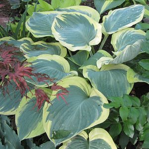 Orion's Belt, Hosta New 2024