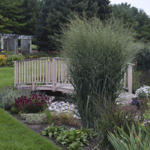 Grass Panicum 'Totem Pole'