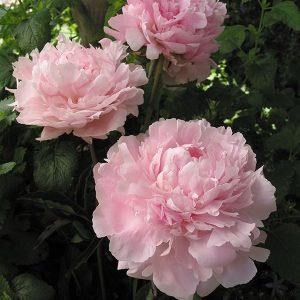 Peony 'Pink'