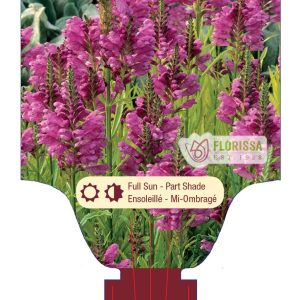 Physostegia virginiana 'Vivid' New 2024
