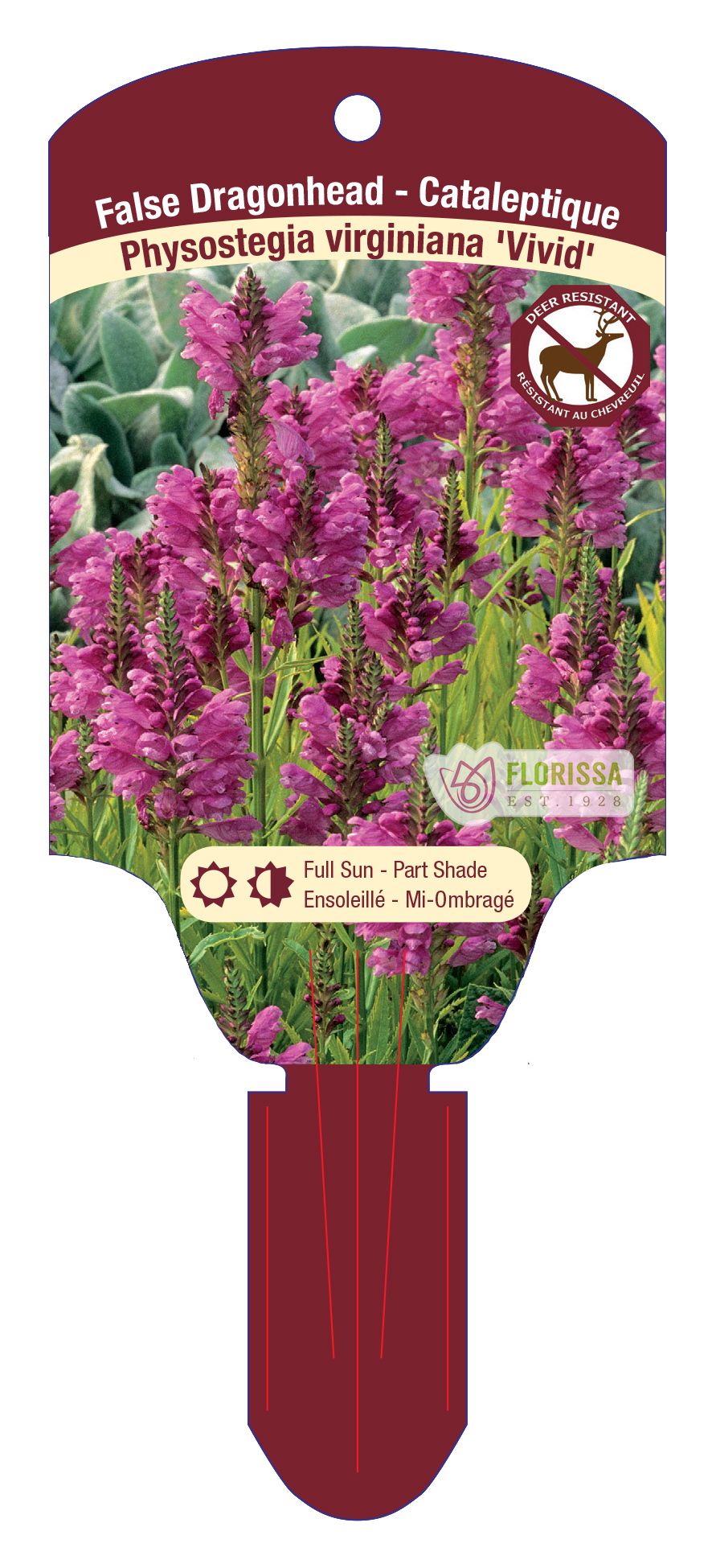 Physostegia virginiana 'Vivid' New 2024