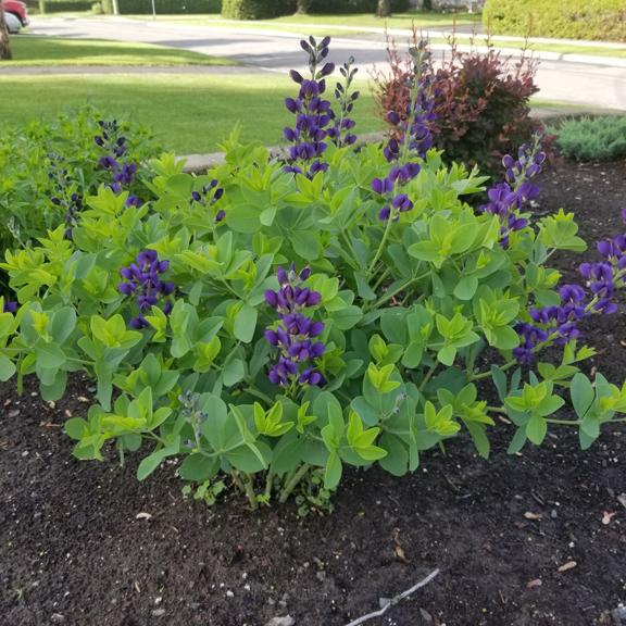 Baptisia 'australis'