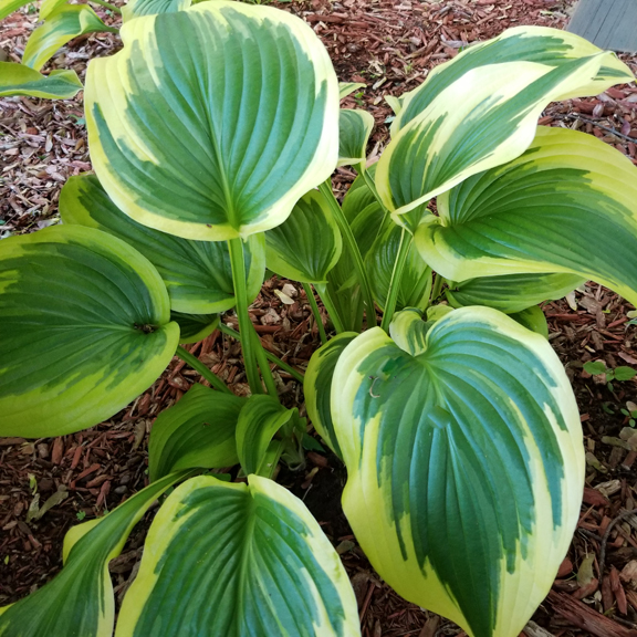 Fantabulous, Hosta