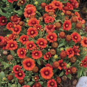 Gaillardia 'Arizona Red'