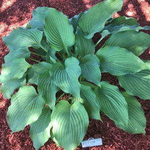 Lakeside Full Tide, Hosta